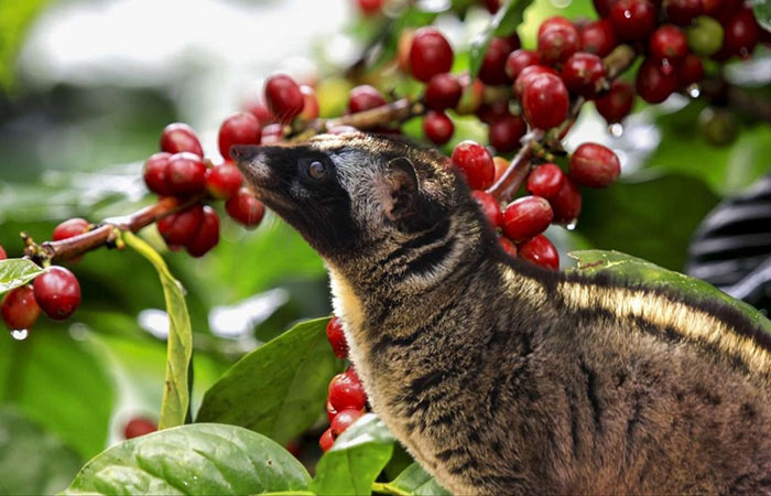coffee-plantation
